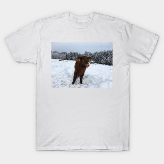 Scottish Highland Cattle Calf 1623 T-Shirt by SaarelaHighland